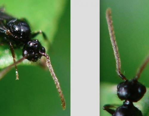 Myrmecina graminicola
